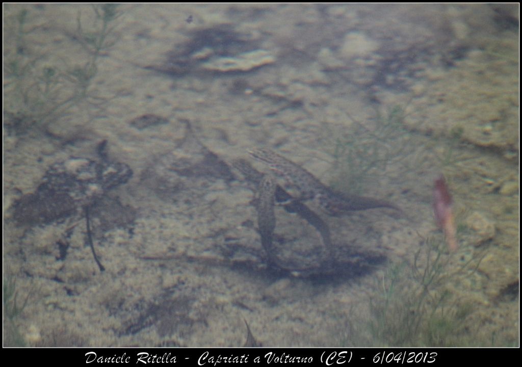 Triturus carnifex in corteggiamento/lotta!